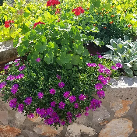 Apartament Draga